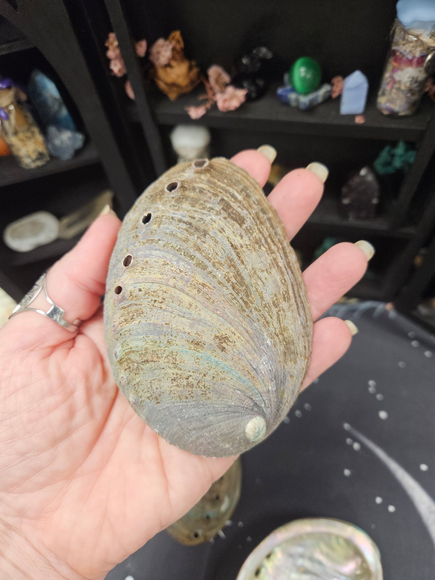 Abalone Shells - Mystical Ritual Tools for Witches & Wiccans