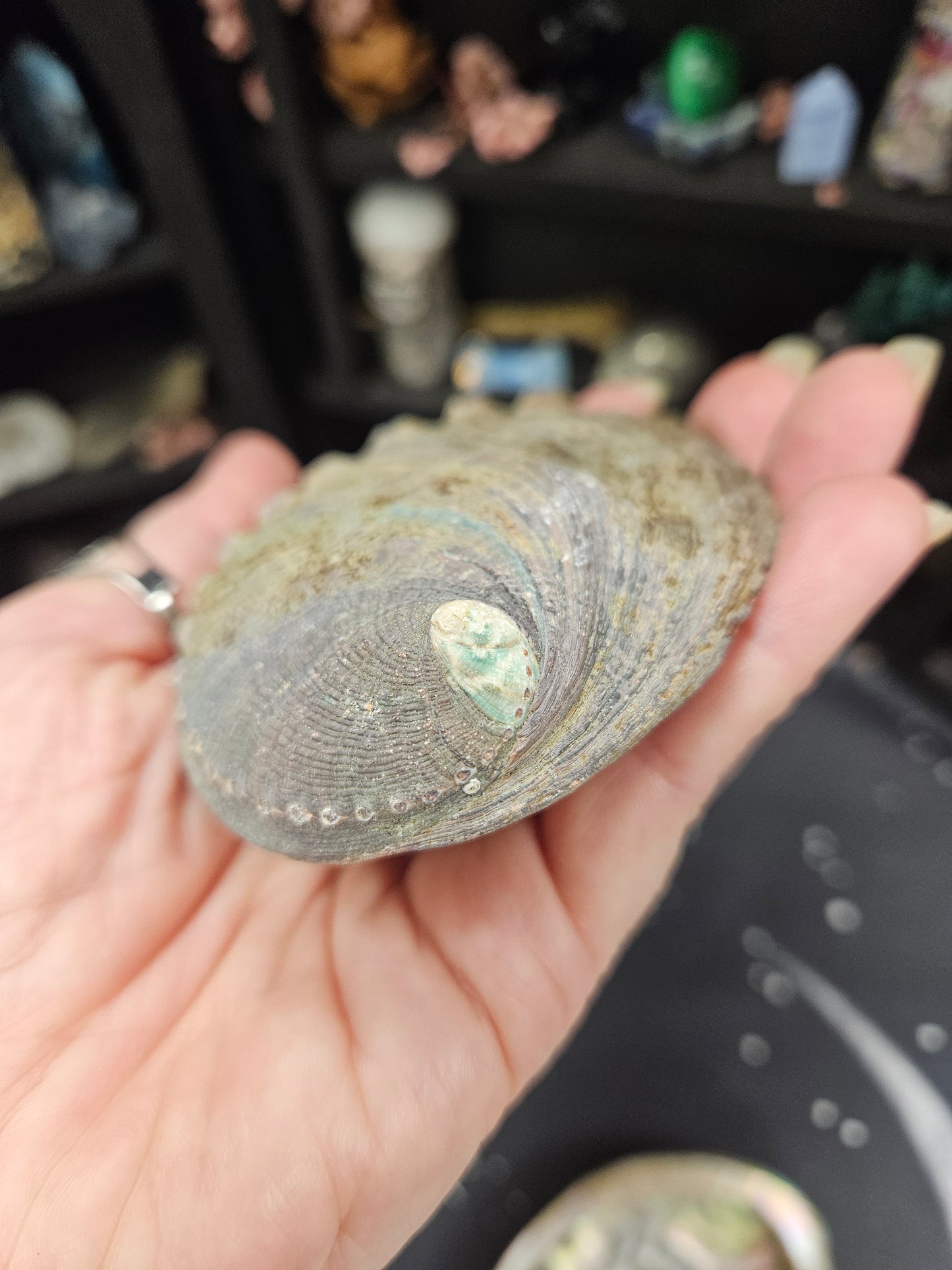 Abalone Shells - Mystical Ritual Tools for Witches & Wiccans